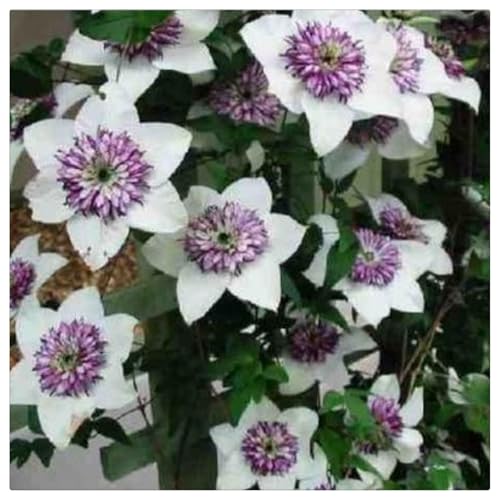 Clematis-Rhizom/Schnellwachsend/Natürliches Wachstum/Kälte- und dürreresistent -8 Rhizom-B Clematis-Rhizom/Schnellwachsend/Natürliches Wachstum/Kälte- und dürreresistent -8 Rhizom-B von KEDROKJB