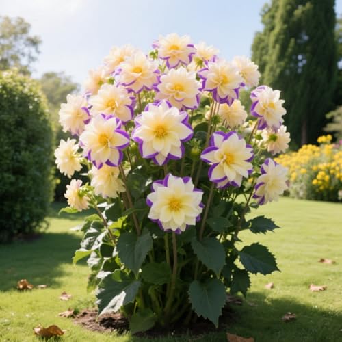 Dahlien-Rhizome/Schnellwachsend/Natürliches Wachstum/Kälte- und dürreresistent -2 Rhizome-G Dahlien-Rhizome/Schnellwachsend/Natürliches Wachstum/Kälte- und dürreresistent -2 Rhizome-G von KEDROKJB