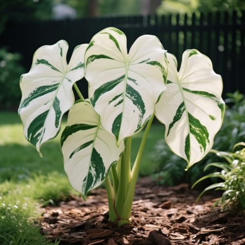 Elefantenohr-Rhizom/Kälte- und dürreresistent/Schnelles Wachstum/Natürliches Wachstum-3 Rhizom-E von KEDROKJB