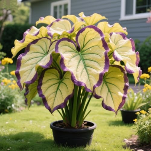 Elefantenohr-Rhizom/Kälte- und dürreresistent/Schnelles Wachstum/Natürliches Wachstum-5 Rhizom-B von KEDROKJB