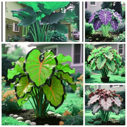 Elefantenohr-Rhizom/Schnelles Wachstum/Kälte- und dürreresistent/Natürliches Wachstum-5 Rhizom-A Elefantenohr-Rhizom/Schnelles Wachstum/Kälte- und dürreresistent/Natürliches Wachstum-5 Rhizom-A von KEDROKJB