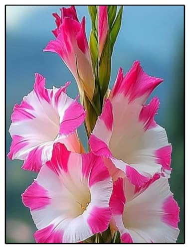 Gladiolen-Rhizome/Kälte- und dürreresistent/Schnellwachsend/Natürliches Wachstum -15 Rhizome-C Gladiolen-Rhizome/Kälte- und dürreresistent/Schnellwachsend/Natürliches Wachstum -15 Rhizome-C von KEDROKJB