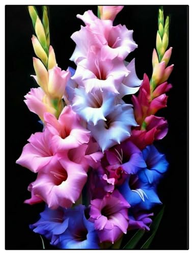 Gladiolen-Rhizome/Kälte- und dürreresistent/Schnellwachsend/Natürliches Wachstum -3 Rhizome-A Gladiolen-Rhizome/Kälte- und dürreresistent/Schnellwachsend/Natürliches Wachstum -3 Rhizome-A von KEDROKJB