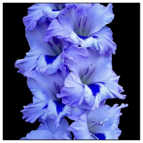 Gladiolen-Rhizome/Kälte- und dürreresistent/Schnellwachsend/Natürliches Wachstum -5 Rhizome-D Gladiolen-Rhizome/Kälte- und dürreresistent/Schnellwachsend/Natürliches Wachstum -5 Rhizome-D von KEDROKJB