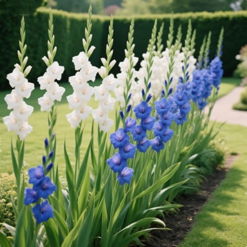 Gladiolen-Rhizome/Kälte- und dürreresistent/Schnellwachsend/Natürliches Wachstum -5 Rhizome-G Gladiolen-Rhizome/Kälte- und dürreresistent/Schnellwachsend/Natürliches Wachstum -5 Rhizome-G von KEDROKJB