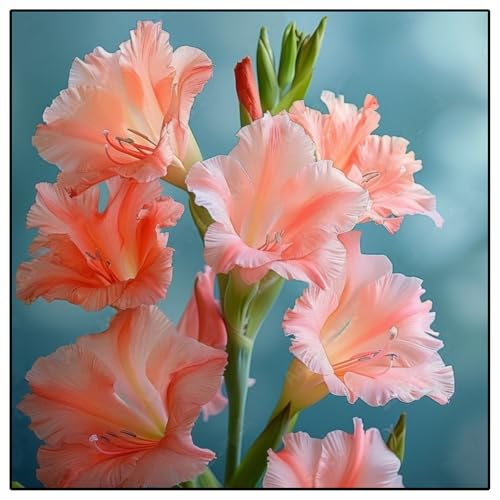 Gladiolen-Rhizome/Natürliches Wachstum/Kälte- und dürreresistent/Schnellwachsend-8 Rhizome-E Gladiolen-Rhizome/Natürliches Wachstum/Kälte- und dürreresistent/Schnellwachsend-8 Rhizome-E von KEDROKJB