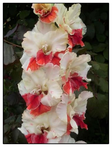 Gladiolen-Rhizome/Schnellwachsend/Natürliches Wachstum/Kälte- und dürreresistent -10 Rhizome-C Gladiolen-Rhizome/Schnellwachsend/Natürliches Wachstum/Kälte- und dürreresistent -10 Rhizome-C von KEDROKJB