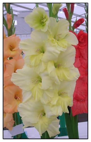 Gladiolen-Rhizome/Schnellwachsend/Natürliches Wachstum/Kälte- und dürreresistent -5 Rhizome-B Gladiolen-Rhizome/Schnellwachsend/Natürliches Wachstum/Kälte- und dürreresistent -5 Rhizome-B von KEDROKJB