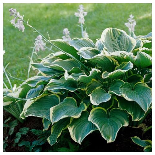 Hosta Rhizome/Kälte- und dürreresistent/Natürliches Wachstum/Schnellwachsend-4 rhizome-B von KEDROKJB