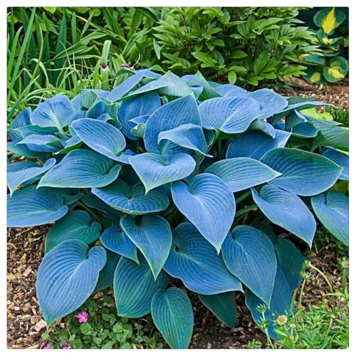 Hosta Rhizome/Kälte- und dürreresistent/Natürliches Wachstum/Schnellwachsend-4 rhizome-C von KEDROKJB