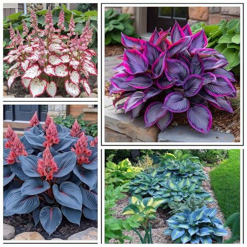 Hosta Rhizome/Kälte- und dürreresistent/Natürliches Wachstum/Schnellwachsend-6 rhizome-A Hosta Rhizome/Kälte- und dürreresistent/Natürliches Wachstum/Schnellwachsend-6 rhizome-A von KEDROKJB