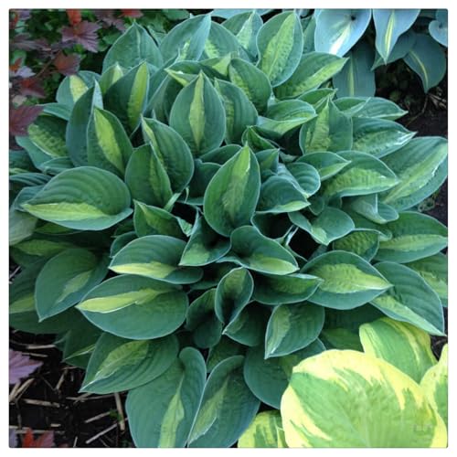 Hosta Rhizome/Natürliches Wachstum/Kälte- und dürreresistent/Schnellwachsend-10 rhizome-B von KEDROKJB