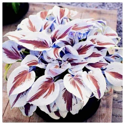 Hosta Rhizome/Natürliches Wachstum/Kälte- und dürreresistent/Schnellwachsend-15 rhizome-D von KEDROKJB
