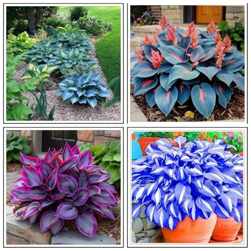 Hosta Rhizome/Natürliches Wachstum/Kälte- und dürreresistent/Schnellwachsend-8 rhizome-A von KEDROKJB
