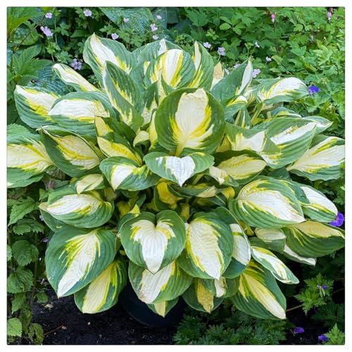 Hosta Rhizome/Natürliches Wachstum/Kälte- und dürreresistent/Schnellwachsend-8 rhizome-C von KEDROKJB