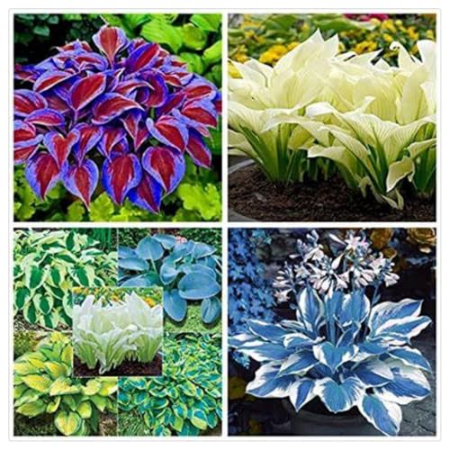 Hosta Rhizome/Natürliches Wachstum/Schnellwachsend/Kälte- und dürreresistent -15 rhizome-A Hosta Rhizome/Natürliches Wachstum/Schnellwachsend/Kälte- und dürreresistent -15 rhizome-A von KEDROKJB