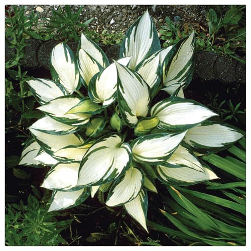 Hosta Rhizome/Natürliches Wachstum/Schnellwachsend/Kälte- und dürreresistent -15 rhizome-D Hosta Rhizome/Natürliches Wachstum/Schnellwachsend/Kälte- und dürreresistent -15 rhizome-D von KEDROKJB