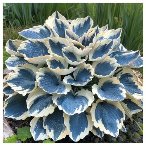 Hosta Rhizome/Natürliches Wachstum/Schnellwachsend/Kälte- und dürreresistent -4 rhizome-C Hosta Rhizome/Natürliches Wachstum/Schnellwachsend/Kälte- und dürreresistent -4 rhizome-C von KEDROKJB