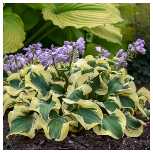 Hosta Rhizome/Natürliches Wachstum/Schnellwachsend/Kälte- und dürreresistent -8 rhizome-B von KEDROKJB