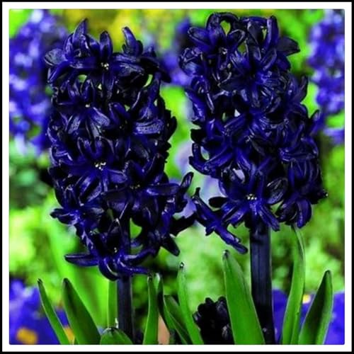 Hyacinthus-Rhizome/Kälte- und dürreresistent/Schnellwachsend/Natürliches Wachstum -2 Rhizome-D Hyacinthus-Rhizome/Kälte- und dürreresistent/Schnellwachsend/Natürliches Wachstum -2 Rhizome-D von KEDROKJB