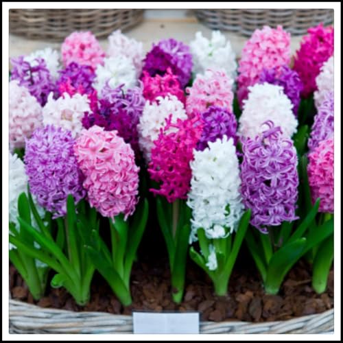 Hyacinthus-Rhizome/Kälte- und dürreresistent/Schnellwachsend/Natürliches Wachstum -4 Rhizome-A von KEDROKJB