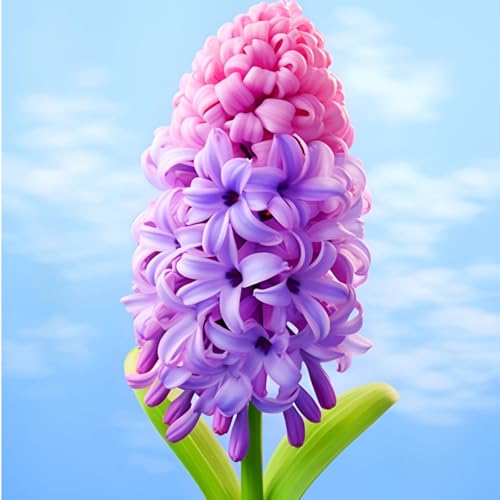 Hyacinthus-Rhizome/Natürliches Wachstum/Kälte- und dürreresistent/Schnellwachsend-2 Rhizome-B Hyacinthus-Rhizome/Natürliches Wachstum/Kälte- und dürreresistent/Schnellwachsend-2 Rhizome-B von KEDROKJB