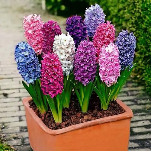 Hyacinthus-Rhizome/Natürliches Wachstum/Kälte- und dürreresistent/Schnellwachsend-2 Rhizome-E Hyacinthus-Rhizome/Natürliches Wachstum/Kälte- und dürreresistent/Schnellwachsend-2 Rhizome-E von KEDROKJB