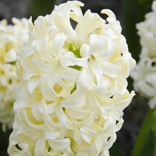 Hyacinthus-Rhizome/Natürliches Wachstum/Kälte- und dürreresistent/Schnellwachsend-5 Rhizome-H von KEDROKJB