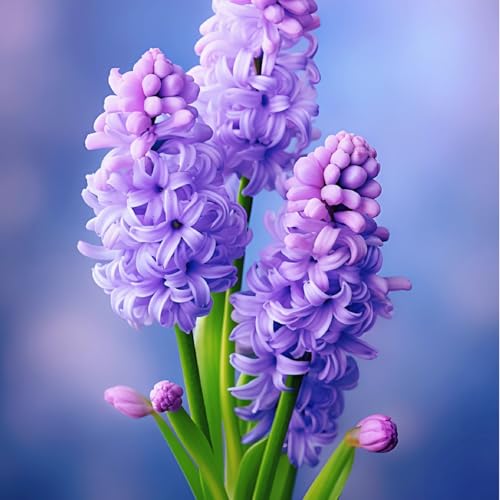Hyacinthus-Rhizome/Natürliches Wachstum/Kälte- und dürreresistent/Schnellwachsend-6 Rhizome-C Hyacinthus-Rhizome/Natürliches Wachstum/Kälte- und dürreresistent/Schnellwachsend-6 Rhizome-C von KEDROKJB