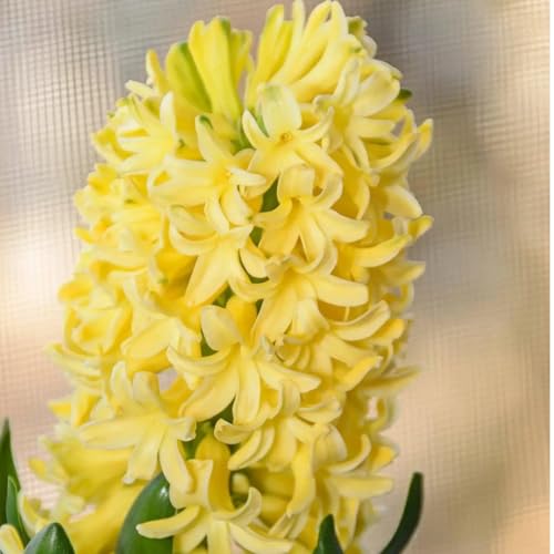Hyacinthus-Rhizome/Natürliches Wachstum/Kälte- und dürreresistent/Schnellwachsend-6 Rhizome-D Hyacinthus-Rhizome/Natürliches Wachstum/Kälte- und dürreresistent/Schnellwachsend-6 Rhizome-D von KEDROKJB