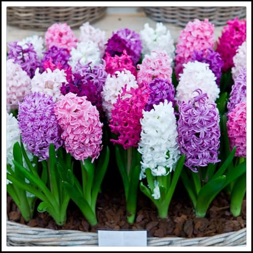 Hyacinthus-Rhizome/Schnellwachsend/Natürliches Wachstum/Kälte- und dürreresistent -4 Rhizome-A von KEDROKJB