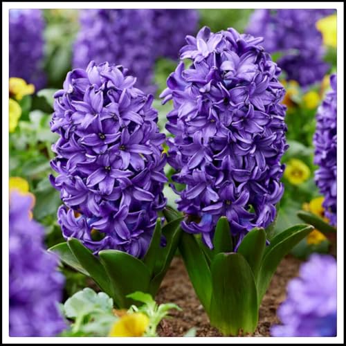 Hyacinthus-Rhizome/Schnellwachsend/Natürliches Wachstum/Kälte- und dürreresistent -4 Rhizome-F Hyacinthus-Rhizome/Schnellwachsend/Natürliches Wachstum/Kälte- und dürreresistent -4 Rhizome-F von KEDROKJB