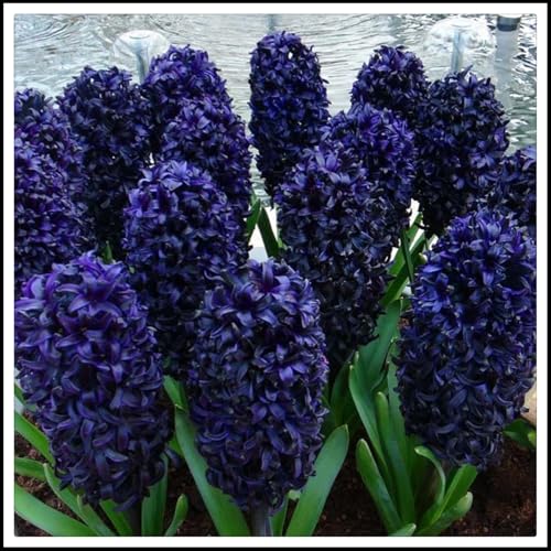 Hyacinthus-Rhizome/Schnellwachsend/Natürliches Wachstum/Kälte- und dürreresistent -6 Rhizome-E Hyacinthus-Rhizome/Schnellwachsend/Natürliches Wachstum/Kälte- und dürreresistent -6 Rhizome-E von KEDROKJB