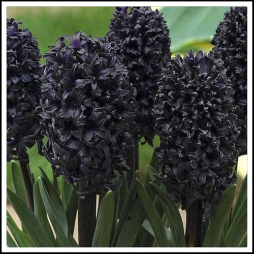 Hyacinthus-Rhizome/Schnellwachsend/Natürliches Wachstum/Kälte- und dürreresistent -8 Rhizome-B Hyacinthus-Rhizome/Schnellwachsend/Natürliches Wachstum/Kälte- und dürreresistent -8 Rhizome-B von KEDROKJB