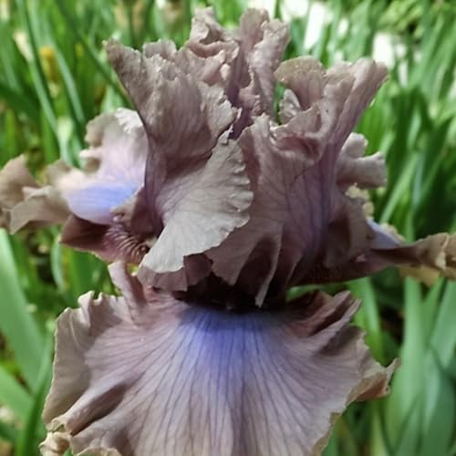 Iris Rhizome/Natürliches Wachstum/Kälte- und dürreresistent/Schnellwachsend-10 Rhizome-C(Form) von KEDROKJB