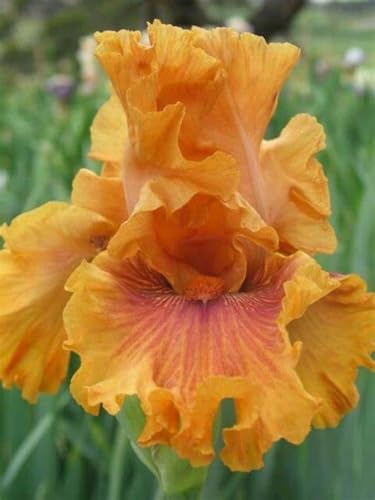 Iris Rhizome/Natürliches Wachstum/Kälte- und dürreresistent/Schnellwachsend-15 Rhizome-A（Form） von KEDROKJB