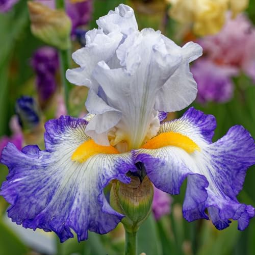 Iris Rhizome/Natürliches Wachstum/Kälte- und dürreresistent/Schnellwachsend-15 Rhizome-D(Form) von KEDROKJB