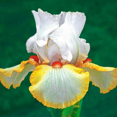 Iris Rhizome/Natürliches Wachstum/Kälte- und dürreresistent/Schnellwachsend-15 Rhizome-F(Form) von KEDROKJB