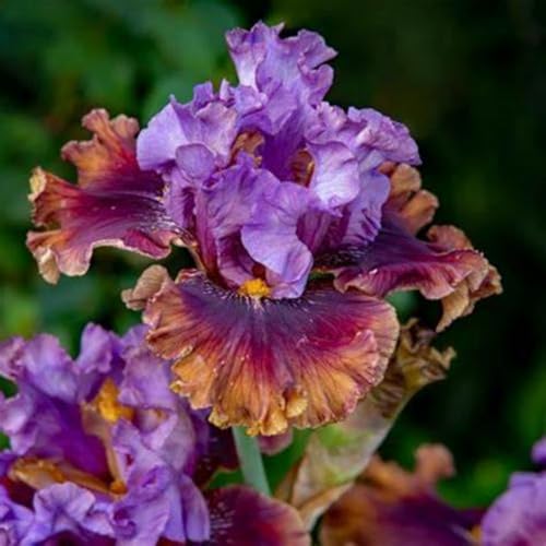 Iris Rhizome/Natürliches Wachstum/Kälte- und dürreresistent/Schnellwachsend-8 Rhizome-E(Form) von KEDROKJB