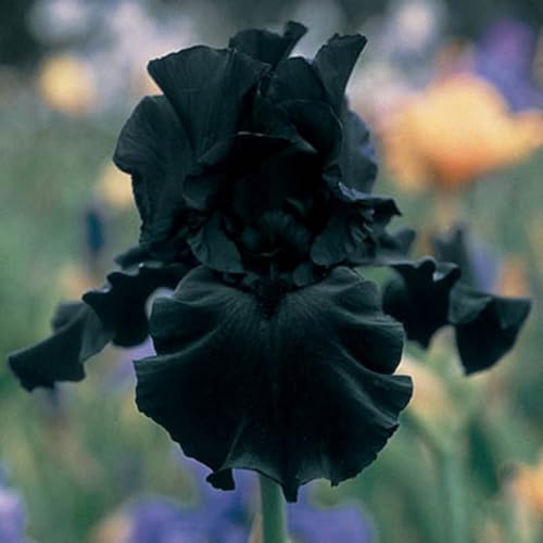 Iris Rhizome/Schnellwachsend/Natürliches Wachstum/Kälte- und dürreresistent -15 Rhizome-A（Form） von KEDROKJB