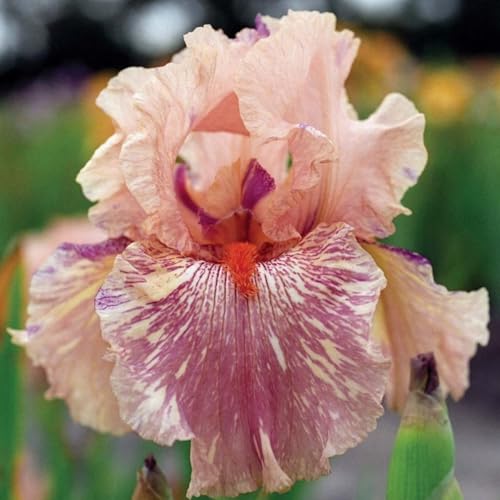 Iris Rhizome/Schnellwachsend/Natürliches Wachstum/Kälte- und dürreresistent -6 Rhizome-F(Form) von KEDROKJB