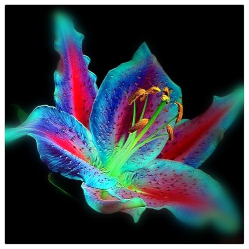 Lilien-Rhizome/Kälte- und dürreresistent/Schnellwachsend/Natürliches Wachstum -4 Rhizome-C Lilien-Rhizome/Kälte- und dürreresistent/Schnellwachsend/Natürliches Wachstum -4 Rhizome-C von KEDROKJB