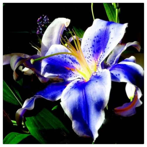 Lilien-Rhizome/Kälte- und dürreresistent/Schnellwachsend/Natürliches Wachstum -4 Rhizome-D Lilien-Rhizome/Kälte- und dürreresistent/Schnellwachsend/Natürliches Wachstum -4 Rhizome-D von KEDROKJB