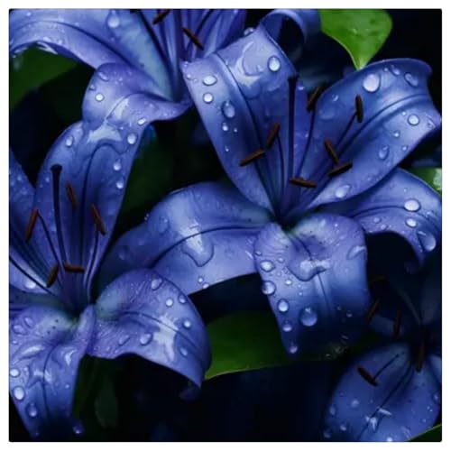 Lilien-Rhizome/Kälte- und dürreresistent/Schnellwachsend/Natürliches Wachstum -6 Rhizome-B Lilien-Rhizome/Kälte- und dürreresistent/Schnellwachsend/Natürliches Wachstum -6 Rhizome-B von KEDROKJB