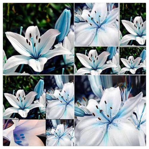 Lilien-Rhizome/Kälte- und dürreresistent/Schnellwachsend/Natürliches Wachstum -8 Rhizome-A Lilien-Rhizome/Kälte- und dürreresistent/Schnellwachsend/Natürliches Wachstum -8 Rhizome-A von KEDROKJB