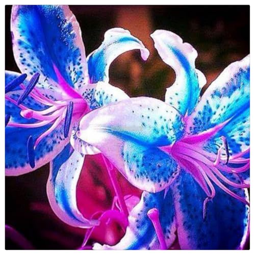 Lilien-Rhizome/Natürliches Wachstum/Kälte- und dürreresistent/Schnellwachsend-10 Rhizome-C von KEDROKJB