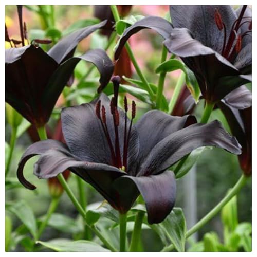 Lilien-Rhizome/Natürliches Wachstum/Kälte- und dürreresistent/Schnellwachsend-4 Rhizome-F von KEDROKJB