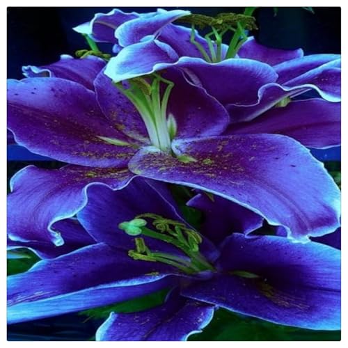 Lilien-Rhizome/Natürliches Wachstum/Kälte- und dürreresistent/Schnellwachsend-6 Rhizome-A von KEDROKJB