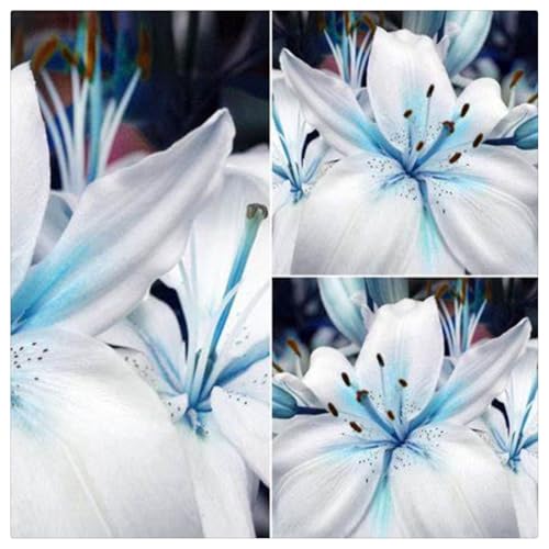 Lilien-Rhizome/Natürliches Wachstum/Kälte- und dürreresistent/Schnellwachsend-6 Rhizome-E von KEDROKJB