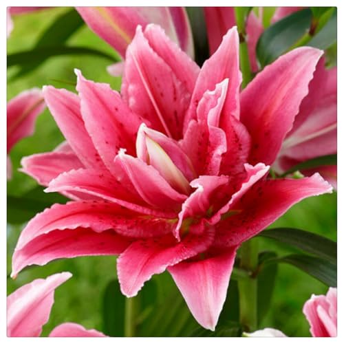 Lilien-Rhizome/Natürliches Wachstum/Kälte- und dürreresistent/Schnellwachsend-8 Rhizome-H von KEDROKJB